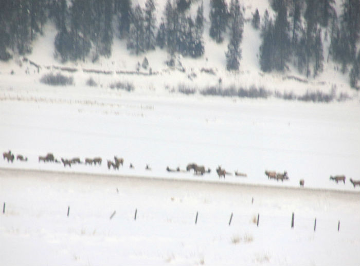 elk in distance