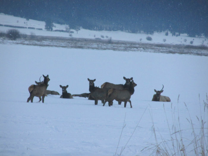 elk prancing